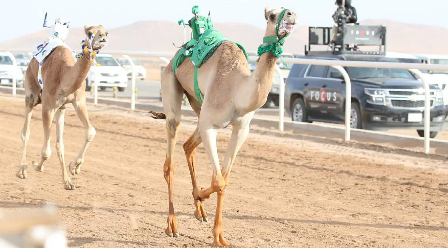 ميدان تبوك للهجن سيشهد انطلاقة سباق المفاريد السبت المقبل (الشرق الأوسط)