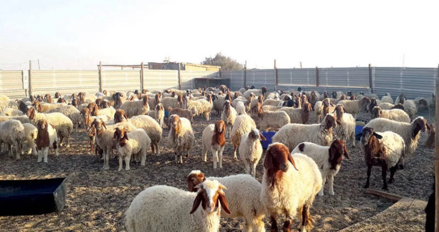 آيرلندا تدرس إعدام نحو 200 ألف رأس ماشية (رويترز)