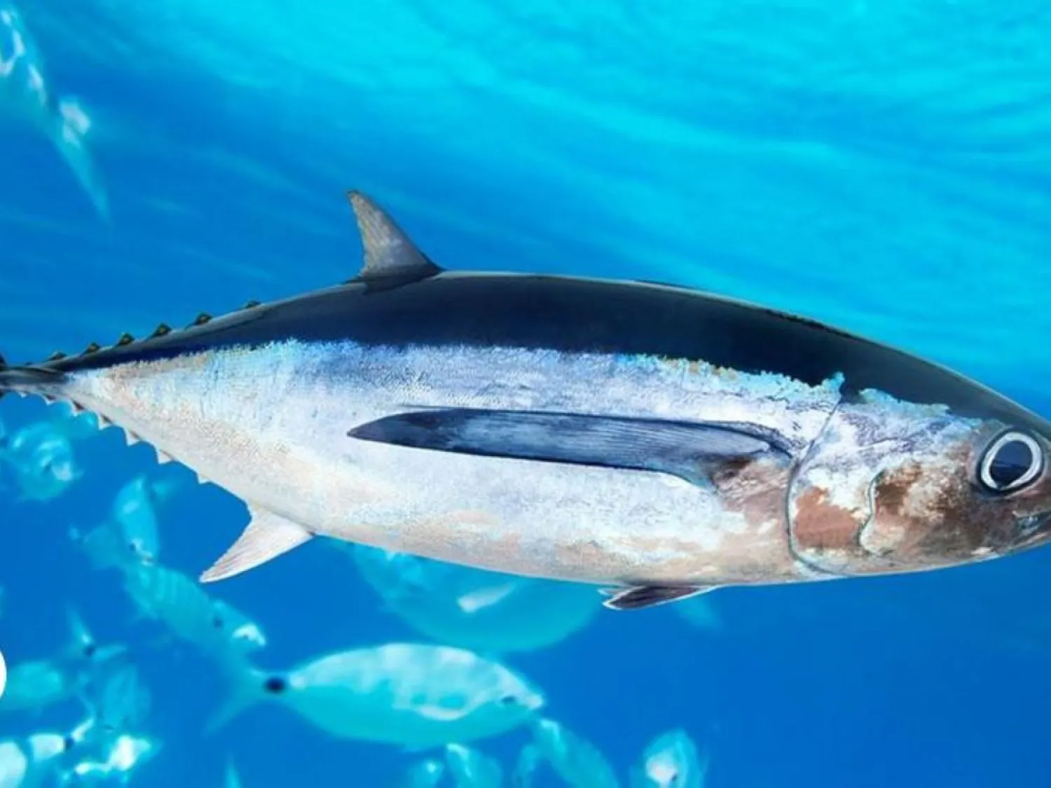 هل الأسماك تعطش؟