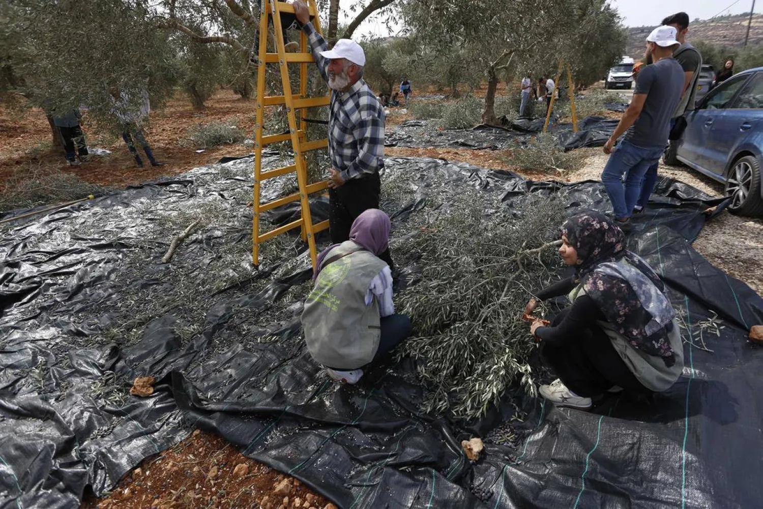 مزارعون ومتطوعون يقطفون ثمار الزيتون في حقول قريبة من المستوطنات بالضفة (وفا)