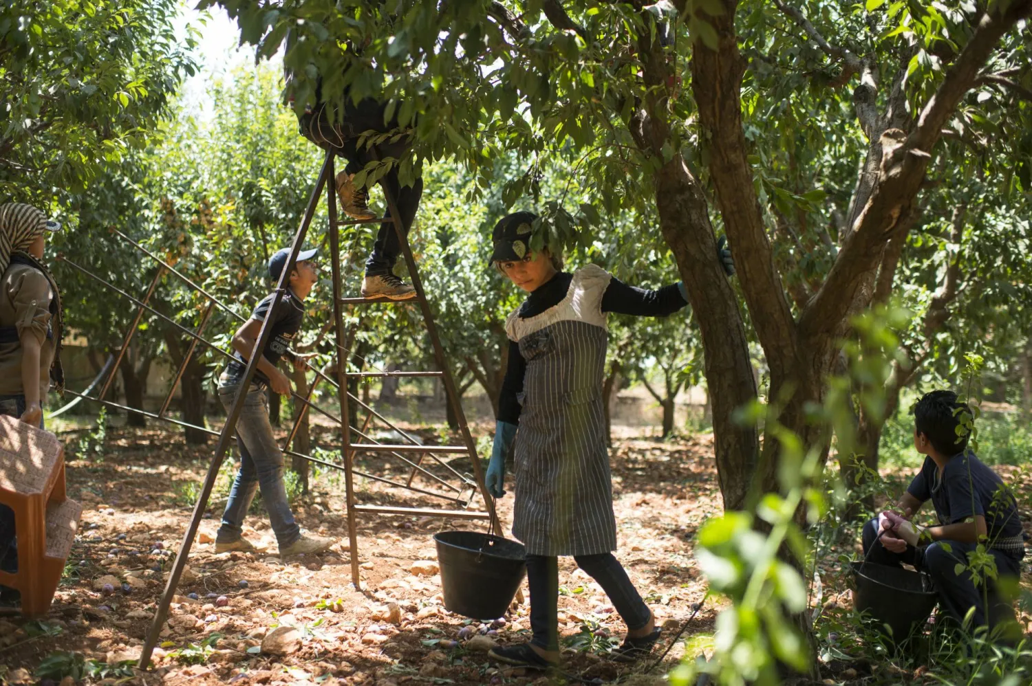 أطفال يعملون في أحد الحقول في منطقة البقاع اللبنانية (غيتي)