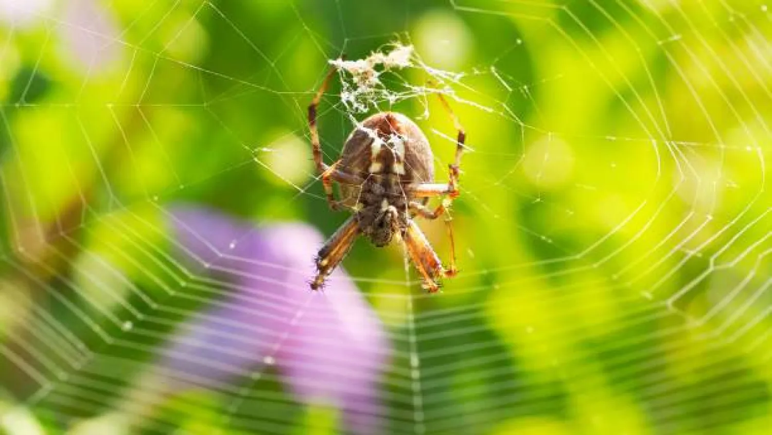 العنكبوت ينتج أقوى حرير في العالم (غيتي)