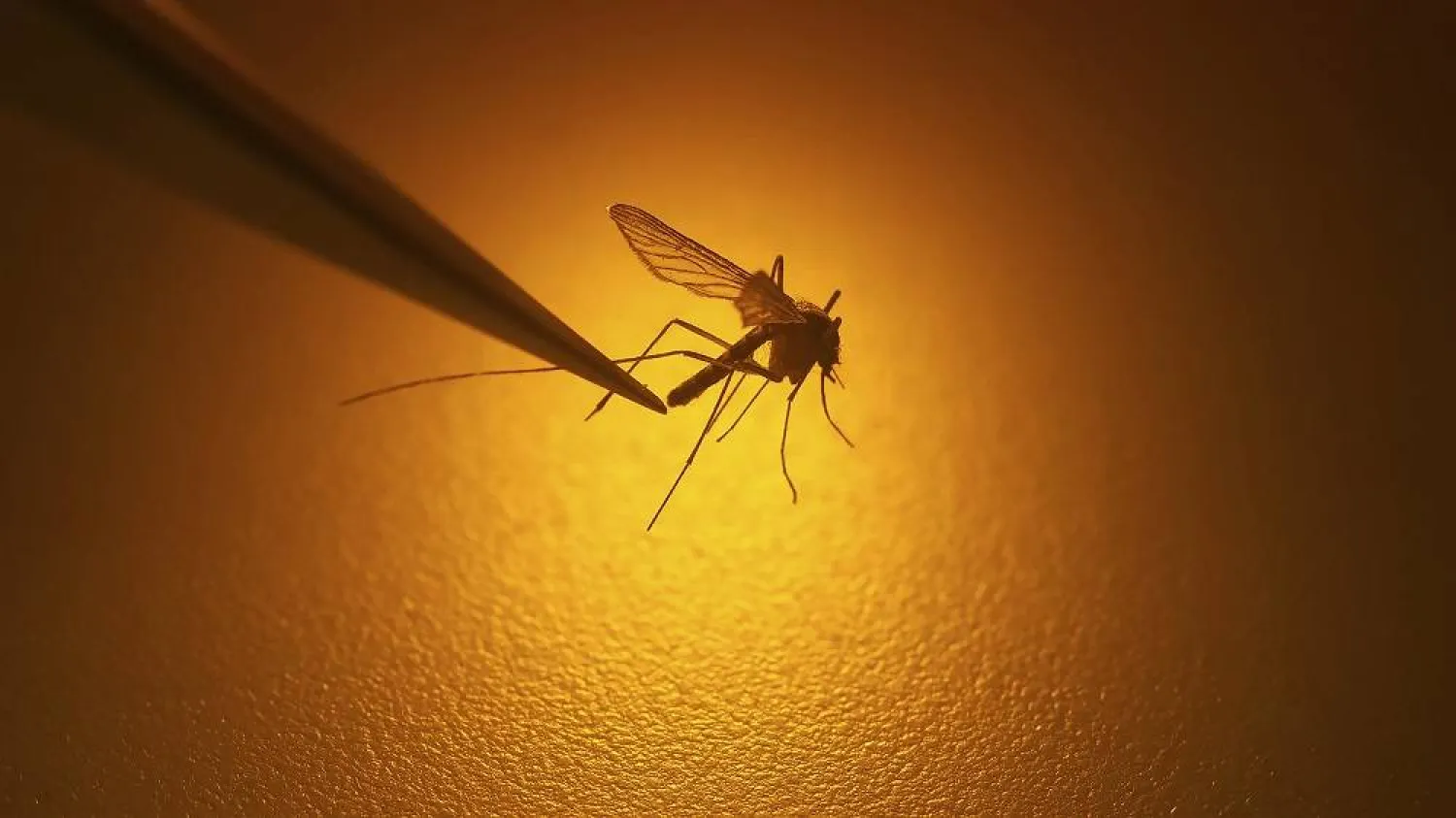 Salt Lake City Mosquito Abatement District biologist Nadja Reissen examines a mosquito in Salt Lake City, Aug. 26, 2019. (AP)