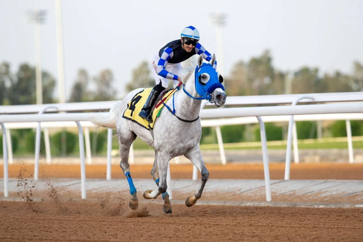 متوهجة عذبة خطفت نجومية الشوط السادس في موسم سباقات الطائف "الشرق الأوسط"