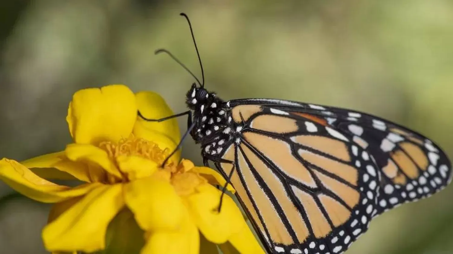 الفراشات الملكية تستفيد من البقع البيضاء (غيتي)