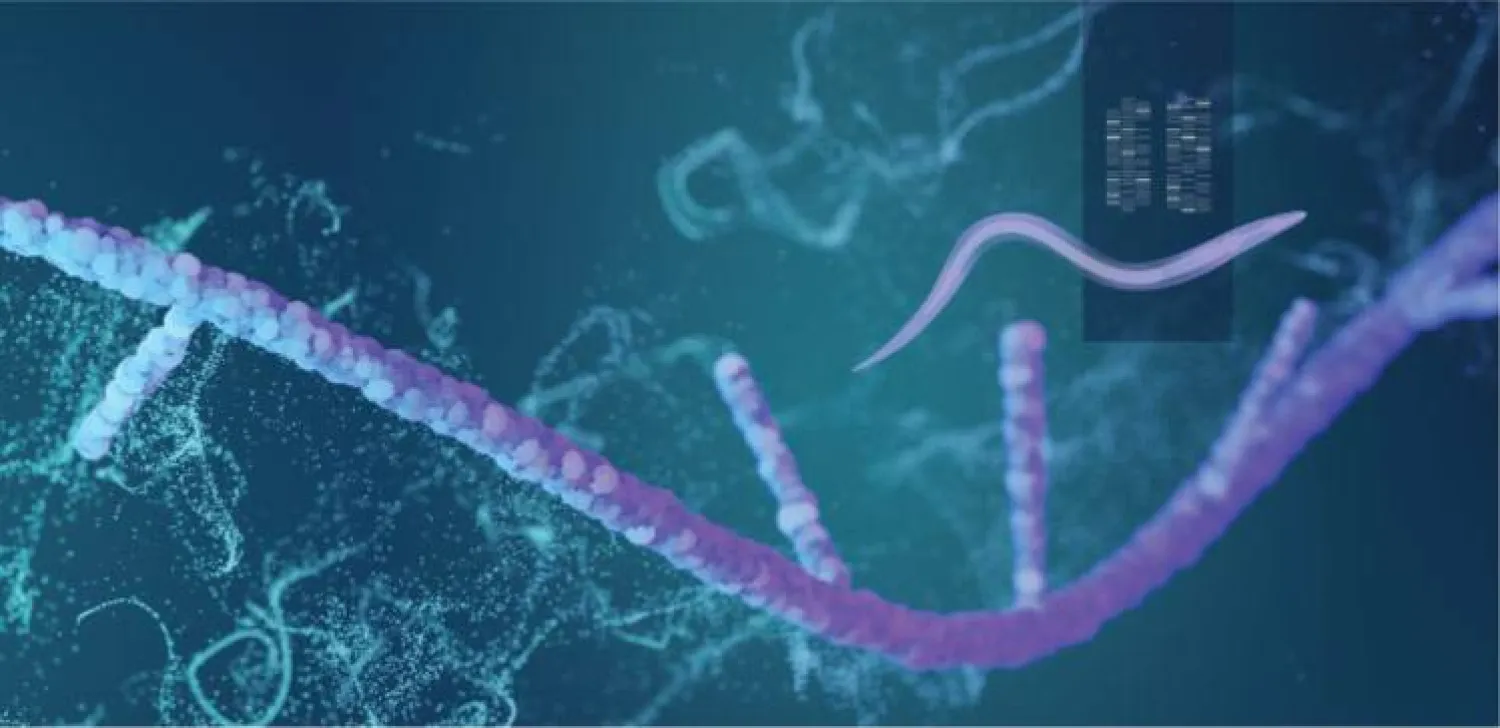 دودة الربداء الرشيقة (كاوست - إيفان غروميكو)