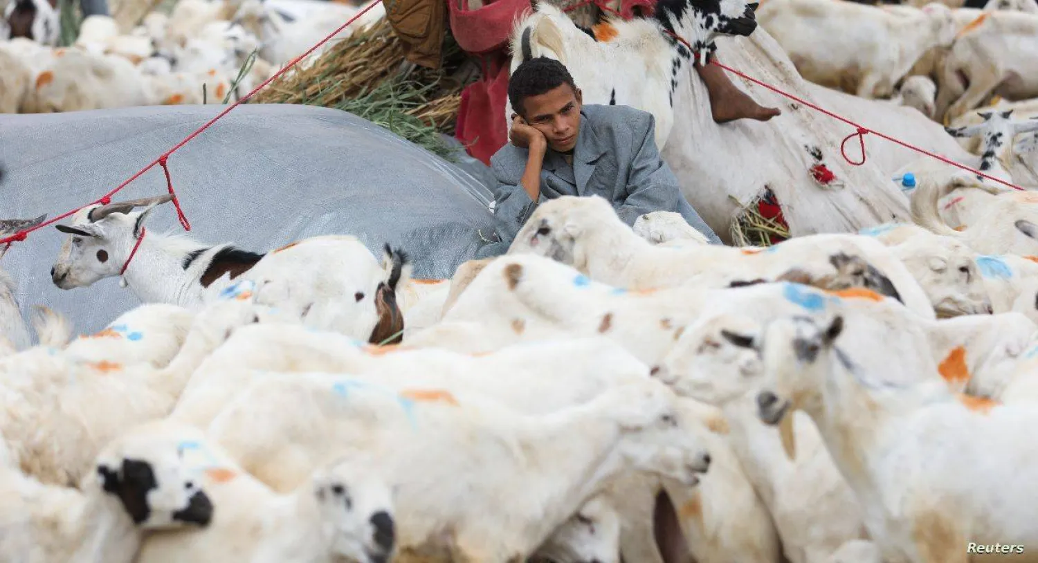 يمني يبيع الماشية ويشعر بخيبة أمل بسبب تدني الإقبال على الشراء (رويترز)