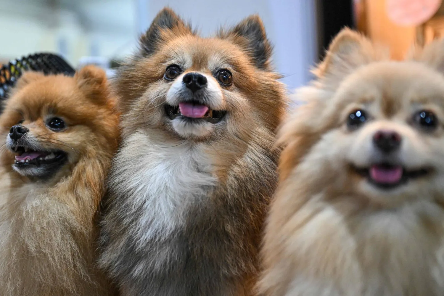 حوادث عقر الكلاب ترتفع بنسبة 11% في الأيام الحارة والمشمسة (أ.ف.ب)