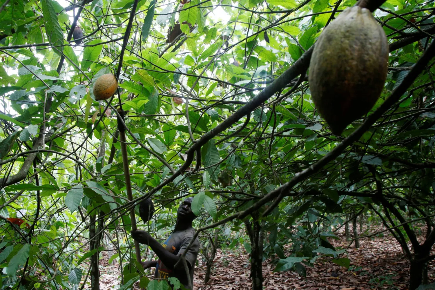 الأسعار ترتفع نتيجة نقص المعروض في السوق من حبوب الكاكاو (رويترز)