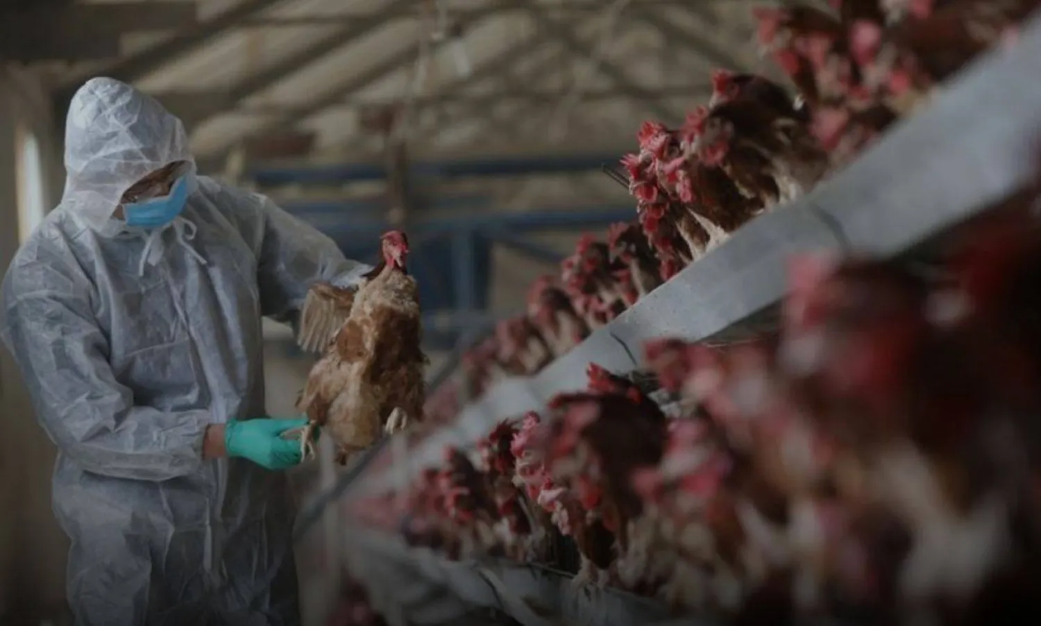 موظف حجر صحي يفحص الدجاج بمزرعة للدواجن بشيانجيانغ في إقليم هوبي الصيني بـ2017 (رويترز)