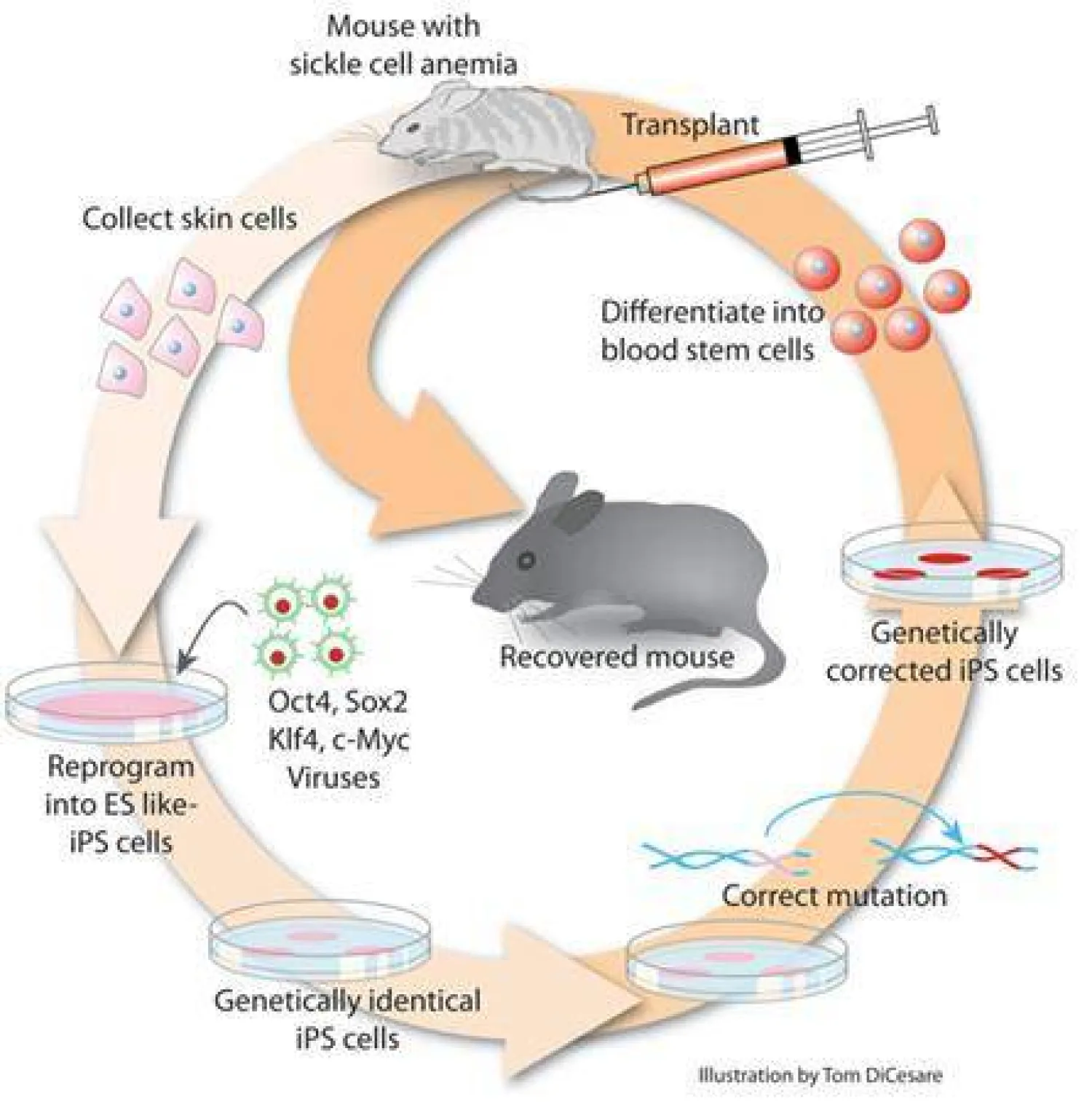 اختراق هندسي حيوي... نجاح زرع كلية فأر مجمّدة