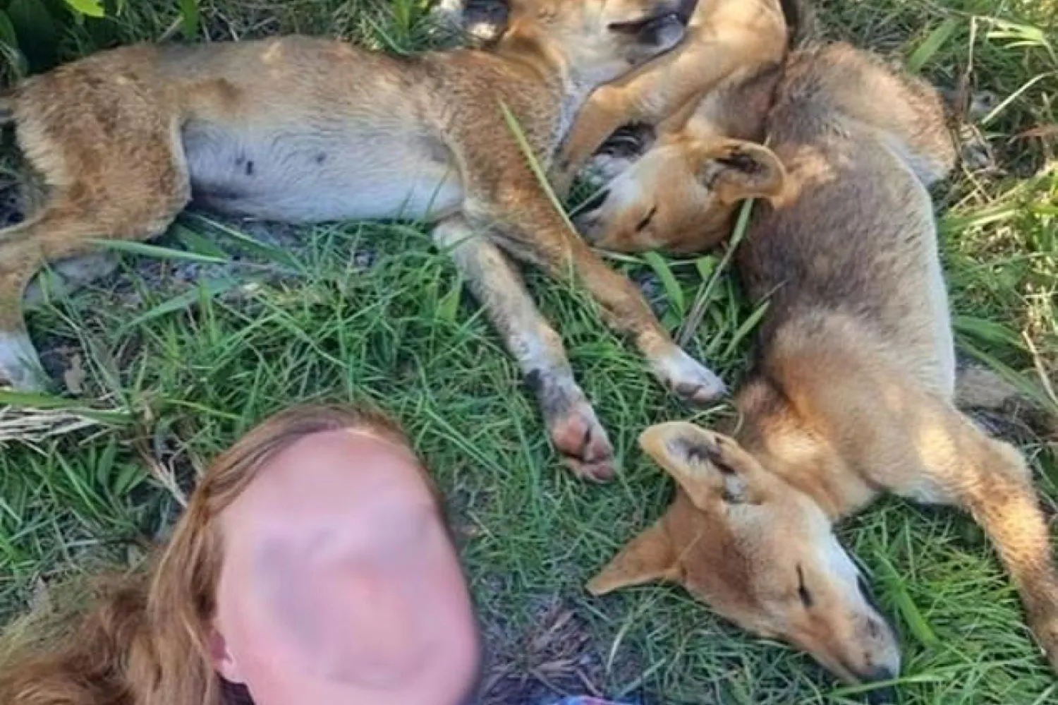 Avustralya'ya özgü yaban köpeği türü olan dingoların soyu tükenme tehlikesi altında (Queensland Çevre ve Bilim Birimi)