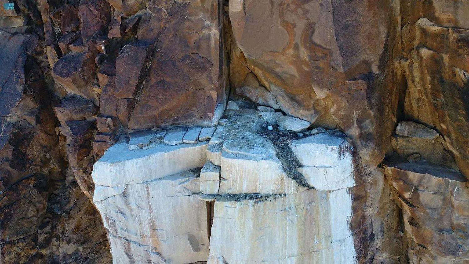 حرصت الهيئة على تجنب اختفاء نوع مميز من الطيور وهو «النسر الأسمر» داخل حدود المحمية في السعودية (واس)