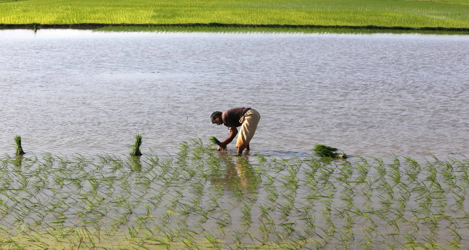 مزارع باكستاني يزرع شتلات الأرز في حقل قريب من لاهور. (إ.ب.أ)