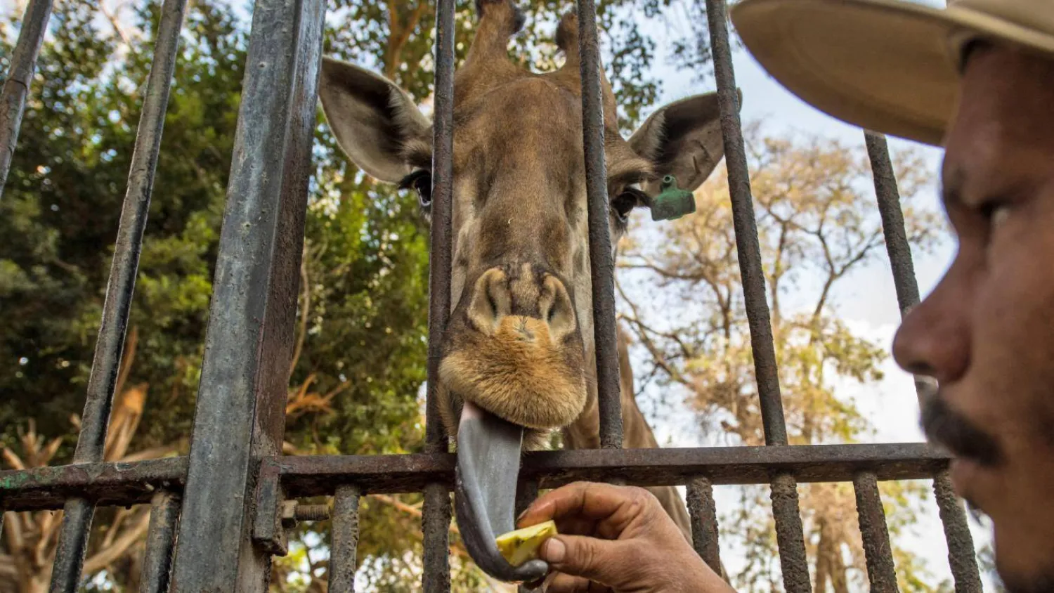 An Egyptian zoo keeper feeds a giraffe at Giza Zoo in Cairo, on
20 February 2019 (AFP)