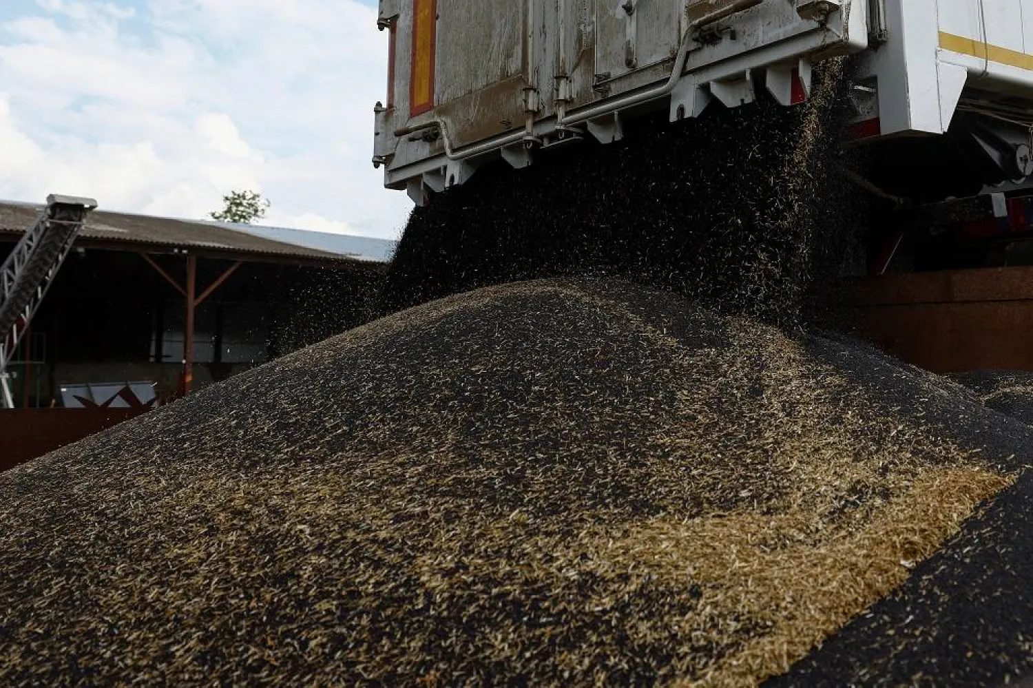  Rapeseed is unloaded at a storage near the village Kyshchentsi, amid Russia's attack on Ukraine, in Cherkasy region, Ukraine July 18, 2023. (Reuters)