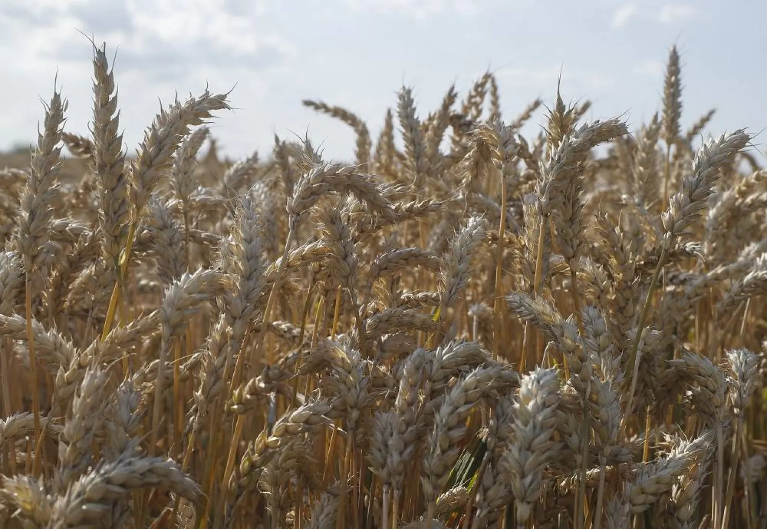 A general view showing a wheat field near Kyiv, Ukraine, 18 July 2023. (EPA)
