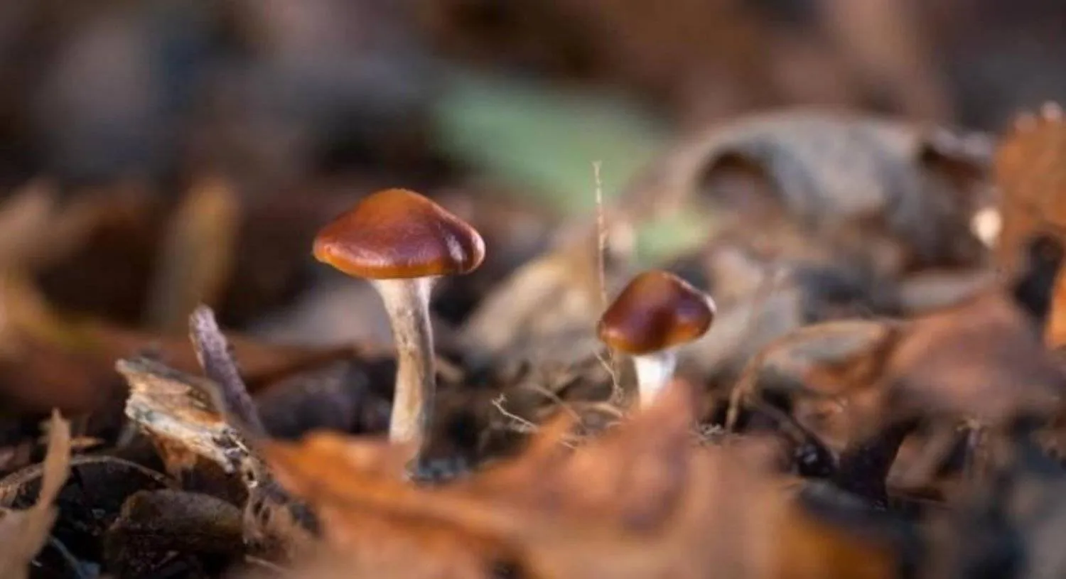 أحد أنواع الفطر السحري (رويترز)
