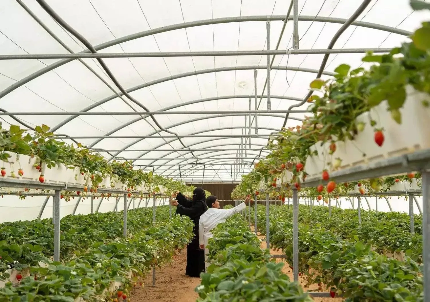 تهدف الوزارة إلى تعزيز مبادئ الاستدامة البيئة واستخدام التقنيات في الزراعة (واس)