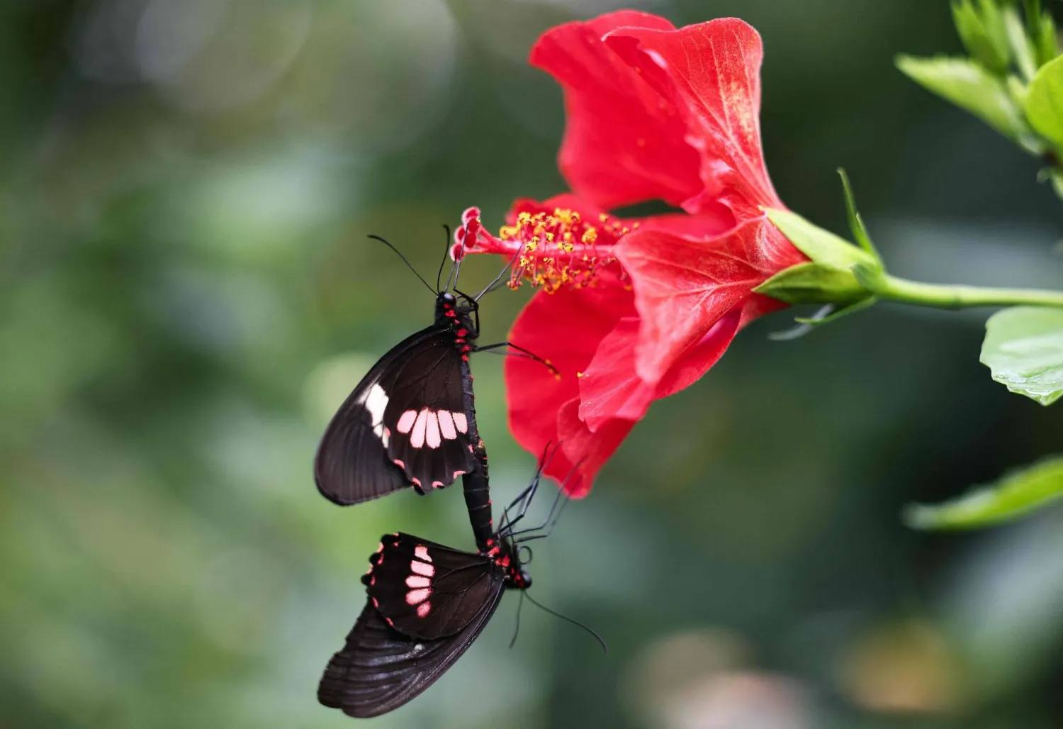 زوجان من فراشات ساعي البريد (أ.ف.ب)
