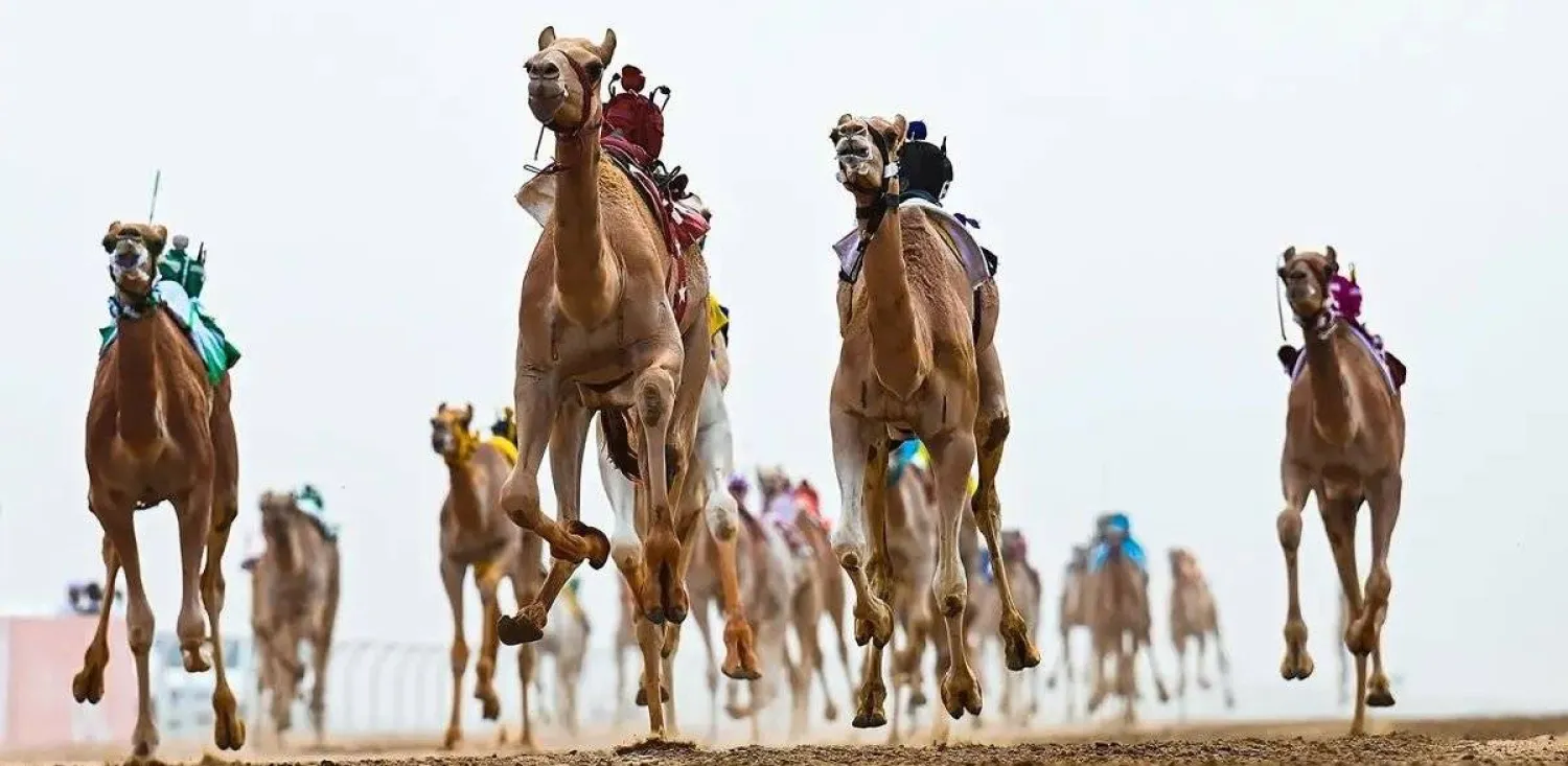 أكثر من 500 شوط سيشهدها عشاق الهجن في المهرجان (واس)