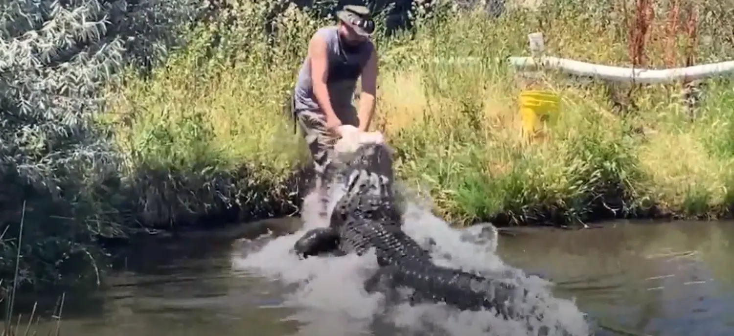 VİDEO... Timsah Elvis, bakıcısına saldırdı