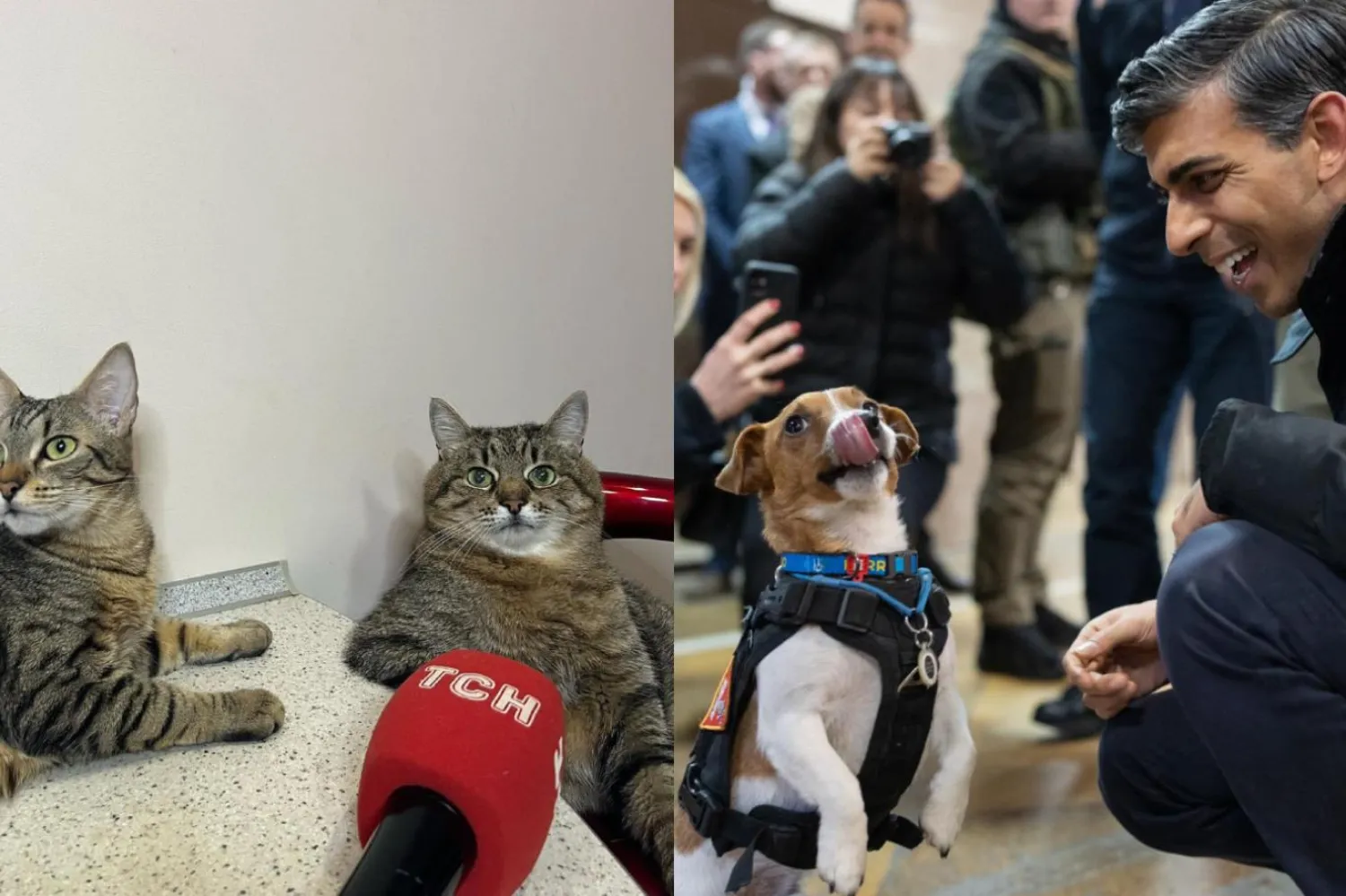 Hayvanlar dünya kamuoyunun dikkatini çekmekte önemli rol oynuyor (Instagram/loveyoustepan & Ukrayna İçişleri Bakanlığı)