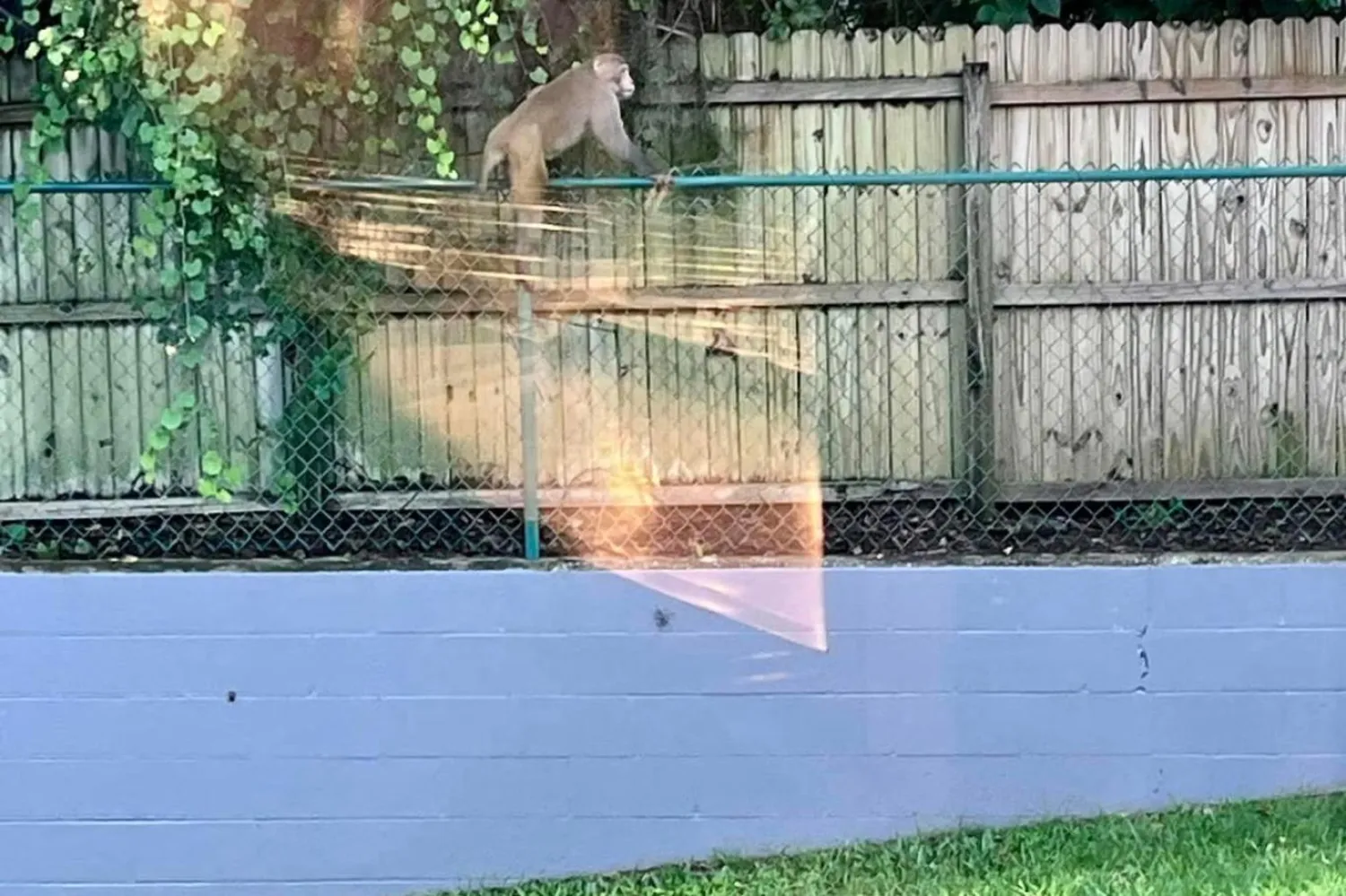 Florida'daki Orange City'de görüntülenen vahşi maymun (Orange City Polis Teşkilatı/Facebook)