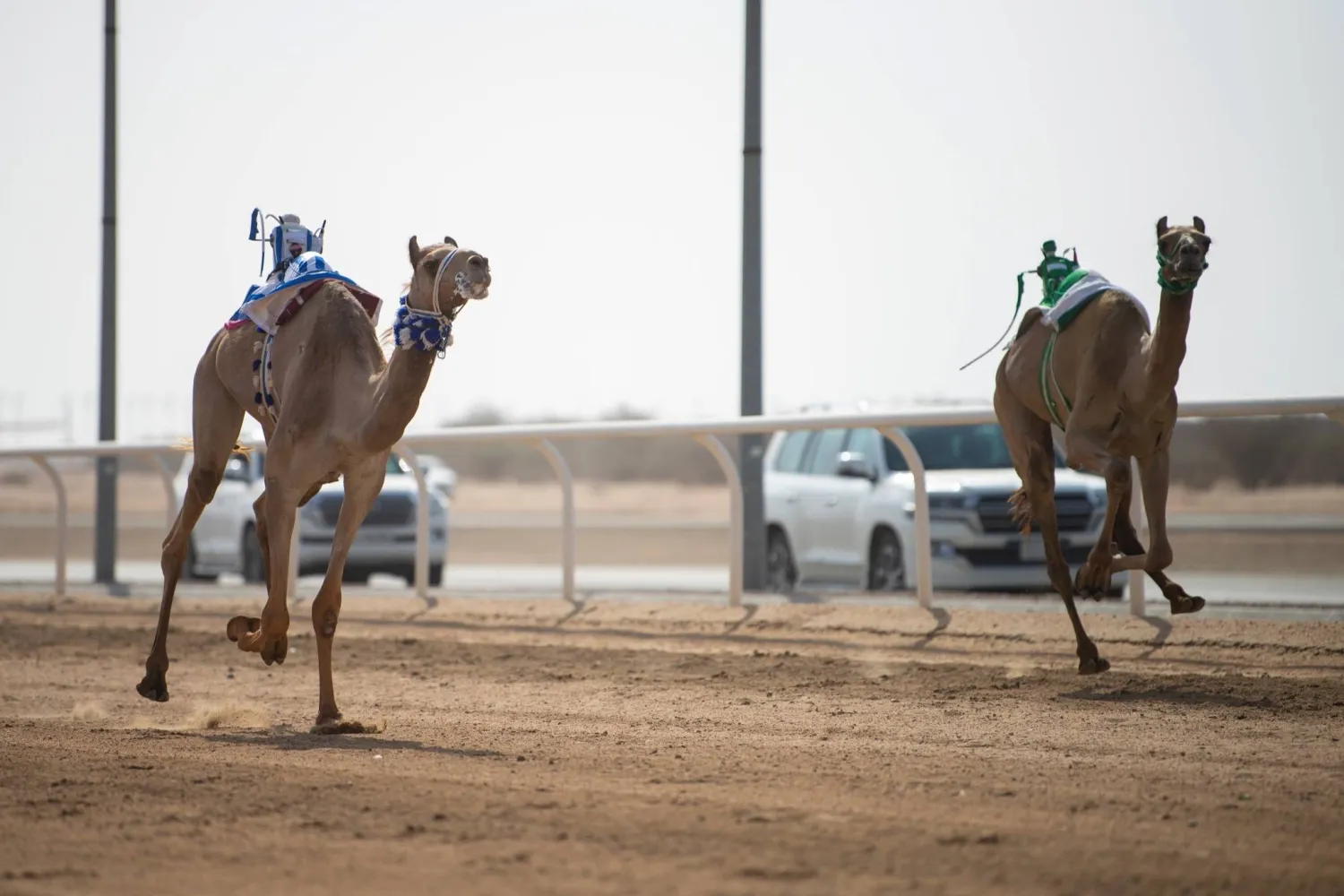 مهرجان الهجن سيشهد مشاركة دولية واسعة على ميدان الطائف (الشرق الأوسط)