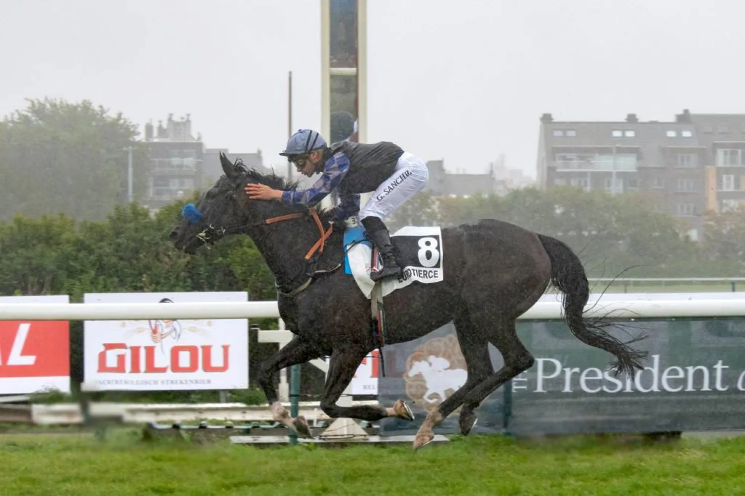 الفرس ذايدة عذبة حققت انجازاً سعودياً كبيراً في بلجيكا (الشرق الأوسط)