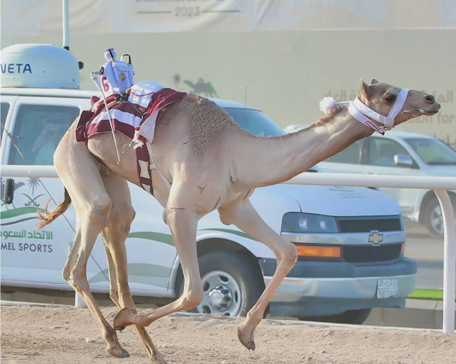 المطية «جالوت» فازت بأفضل توقيت في الفترة الصباحية (واس)