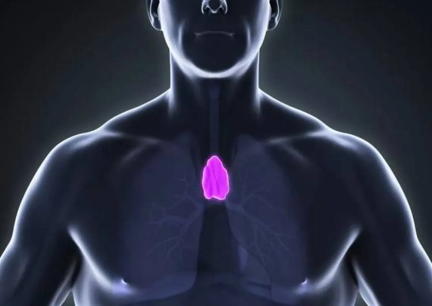 دراسة: أهمية غير متوقعة للغدة الصعترية لدى البالغين