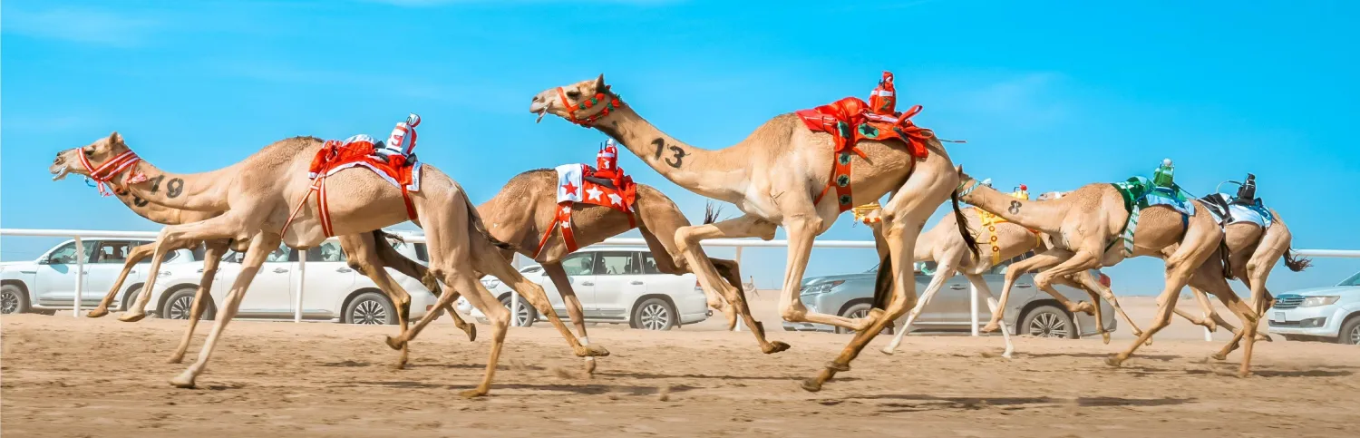 من سباقات مهرجان ولي العهد للهجن (واس)