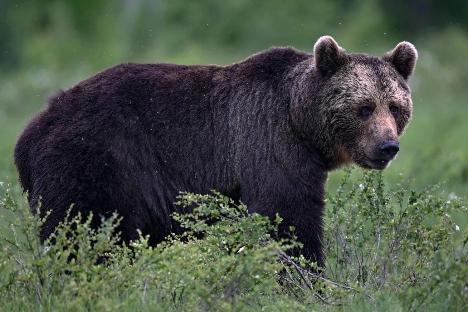 دبّ يتحرر من قفصه على متن «الخطوط الجوية العراقية»... (أ.ف.ب)