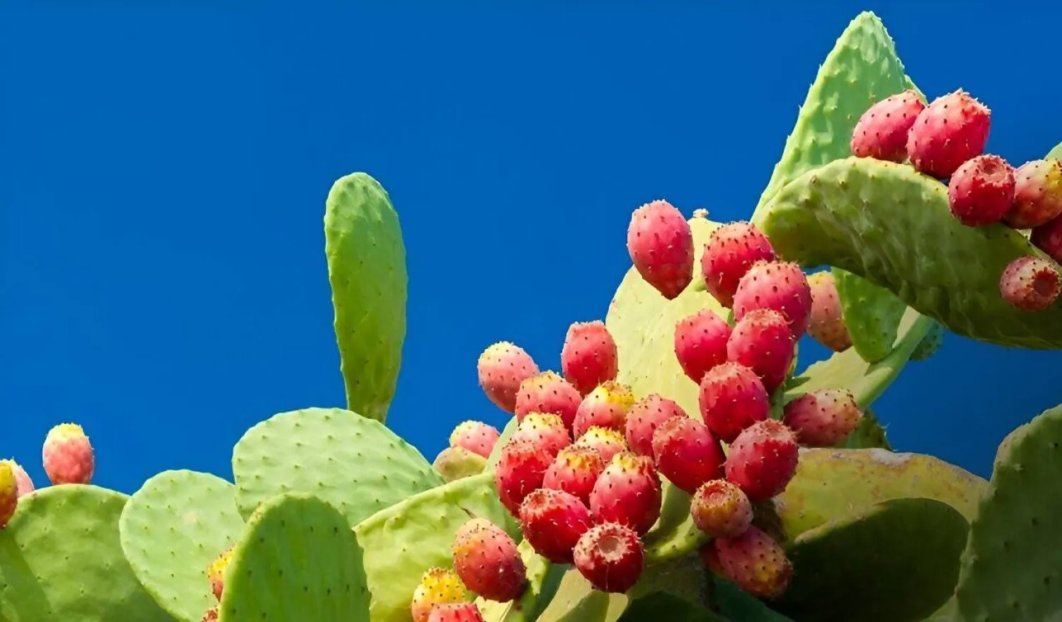 للتين الشوكي فوائد صحية مميزة (جمعية القلب الأميركية)