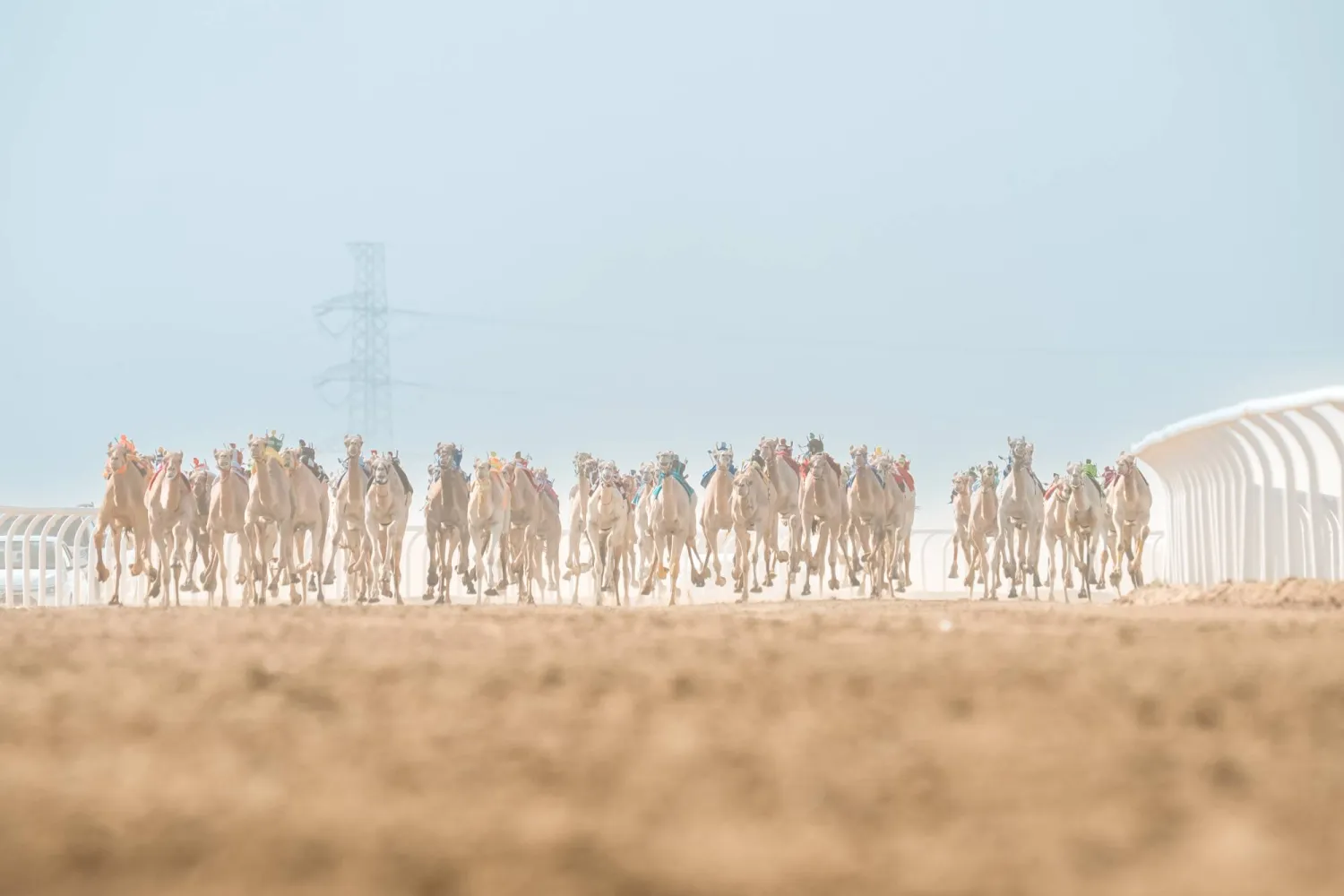 من سباقات مهرجان ولي العهد للهجن (الشرق الأوسط)
