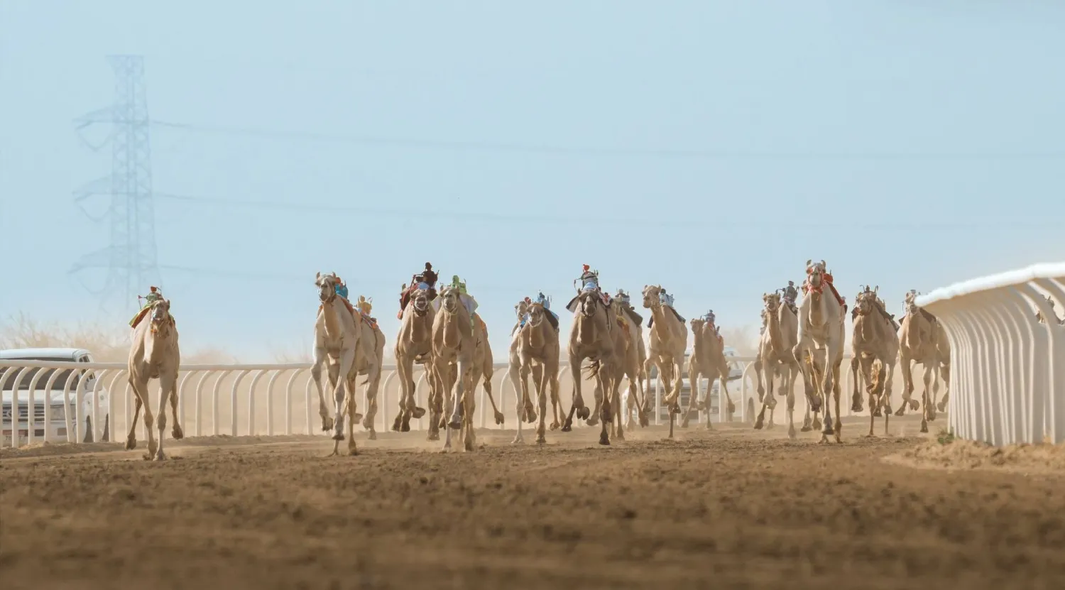 جانب من سباقات مهرجان ولي العهد للهجن (واس)