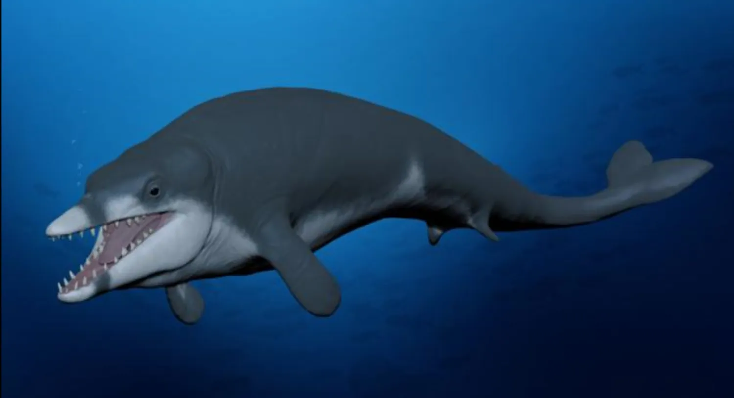 إعادة بناء الحياة لحفرية الحوت المكتشفة (مركز الأحافير الفقارية بجامعة المنصورة)