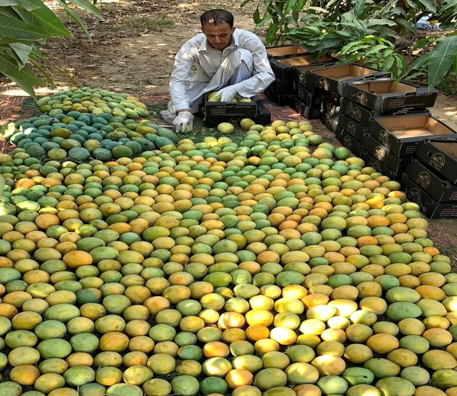 «ملكة الفاكهة» تلقى رواجاً خلال الصيف في مصر (مهرجان الإسماعيلية للمانغو)