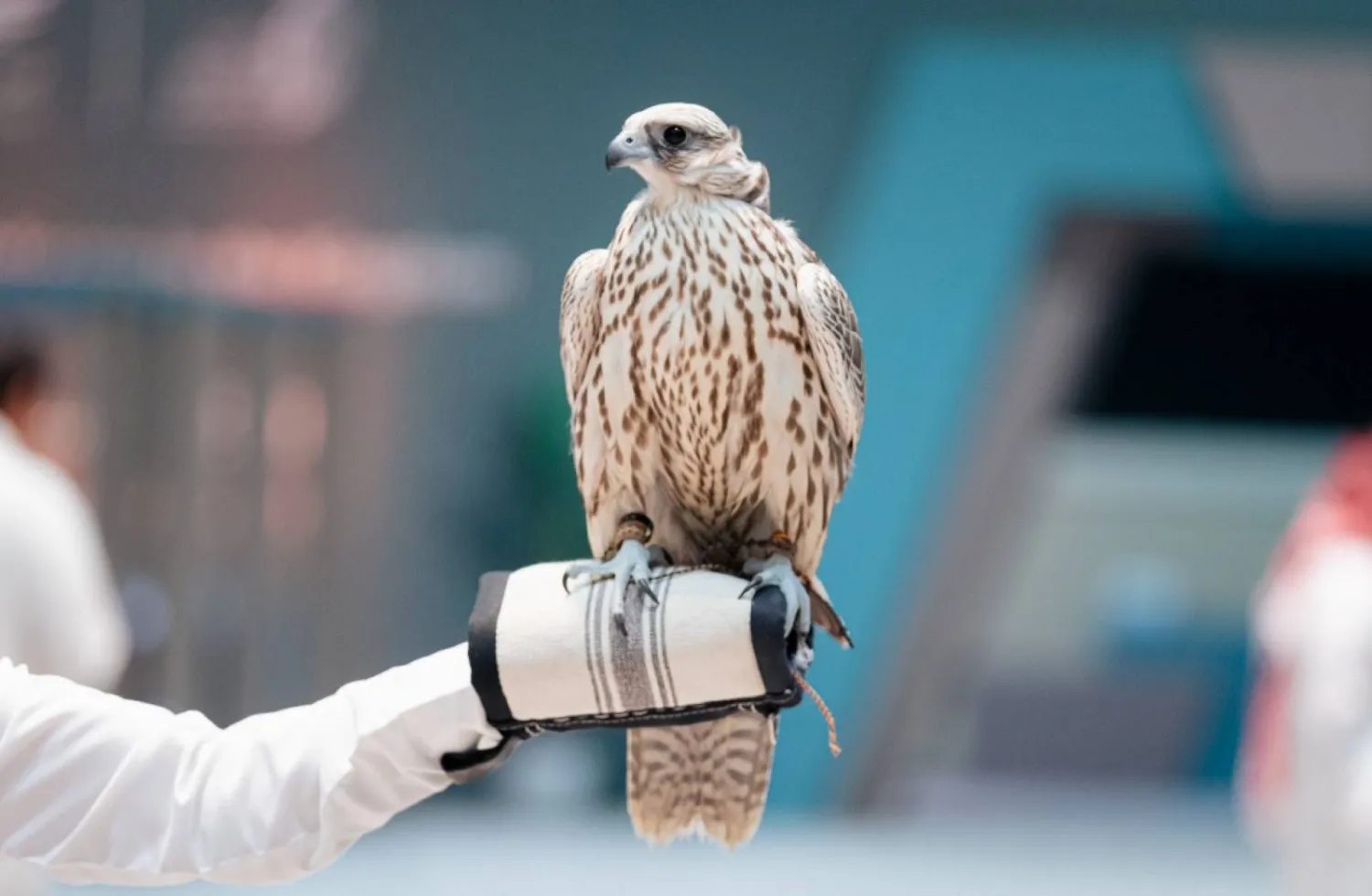 يعد المزاد سوقاً موثوقة وآمنة لكل مراكز ومزارع الإنتاج المحلية والعالمية (نادي الصقور)