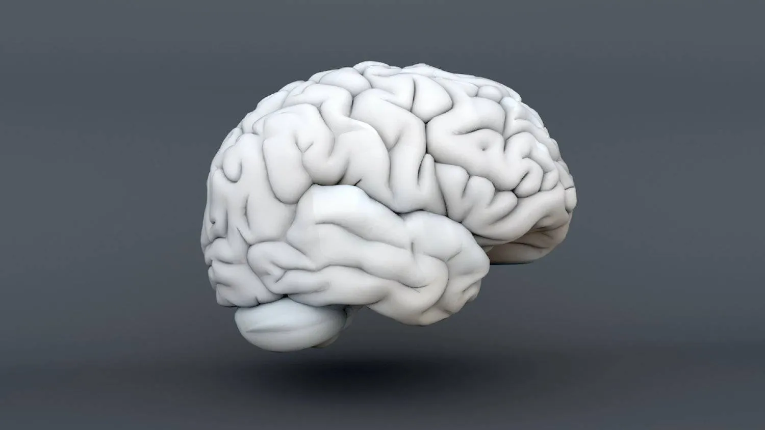 The human brain. illustration: AFP