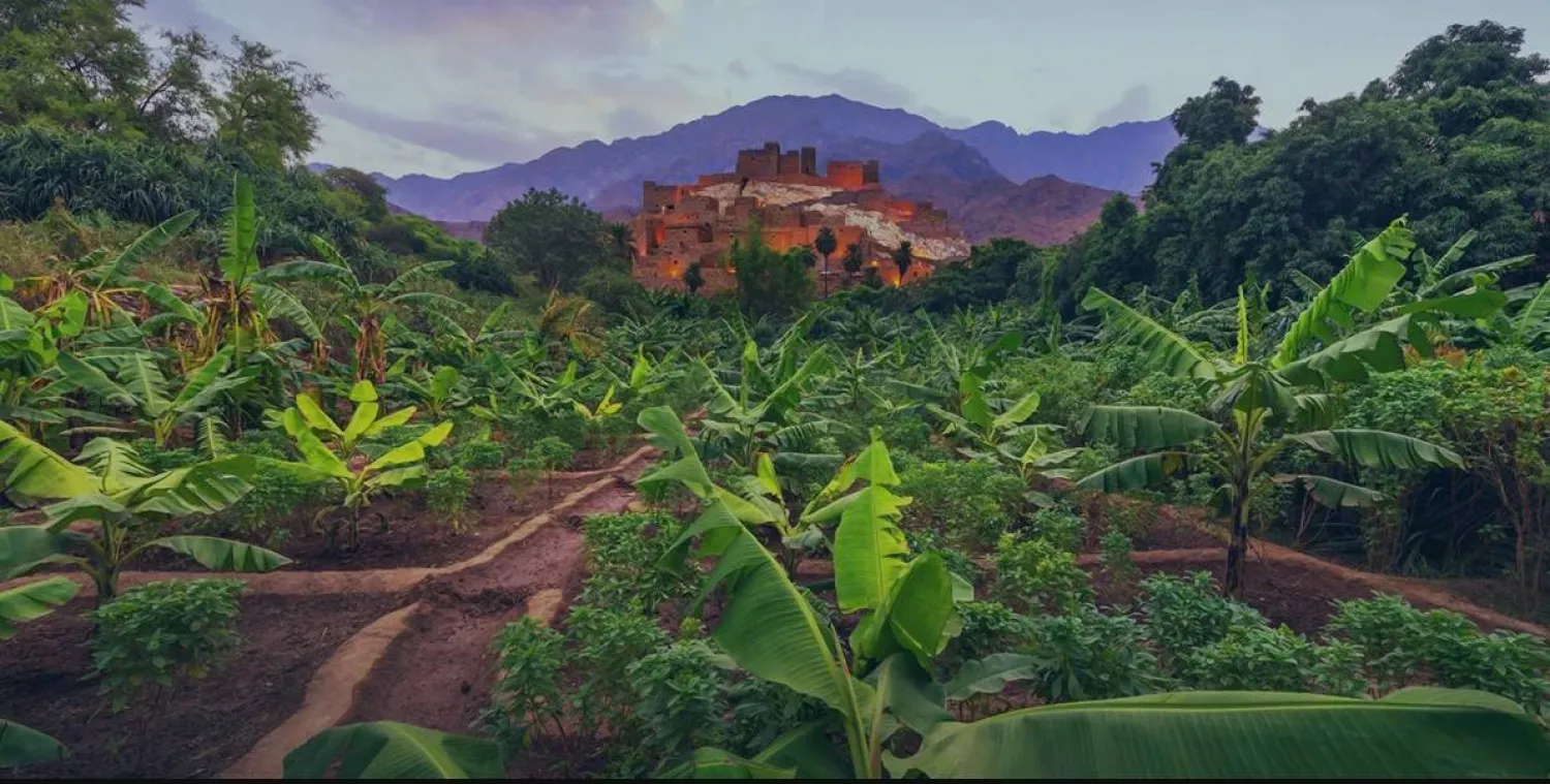 تعتزم المملكة زراعة 10 مليارات شجرة في مختلف أنحاء البلاد خلال العقود المقبلة (الشرق الأوسط)