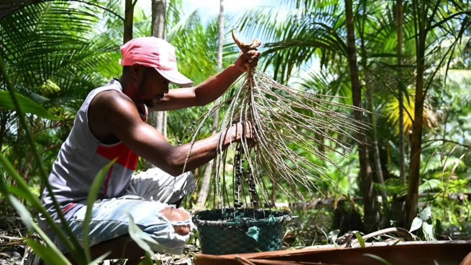 Farmer Jose Santos Diogo harvests berries from an acai palm tree at his plantation in Abaetetuba, Para State. Evaristo SA / AFP
