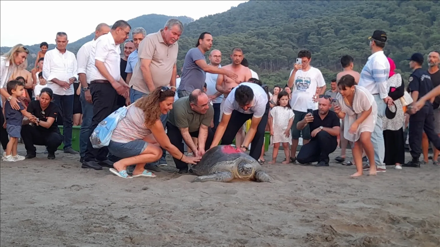 DEKAMER'de 3 caretta caretta ve 5 yeşil deniz kaplumbağasının tedavisi tamamlandı (AA)