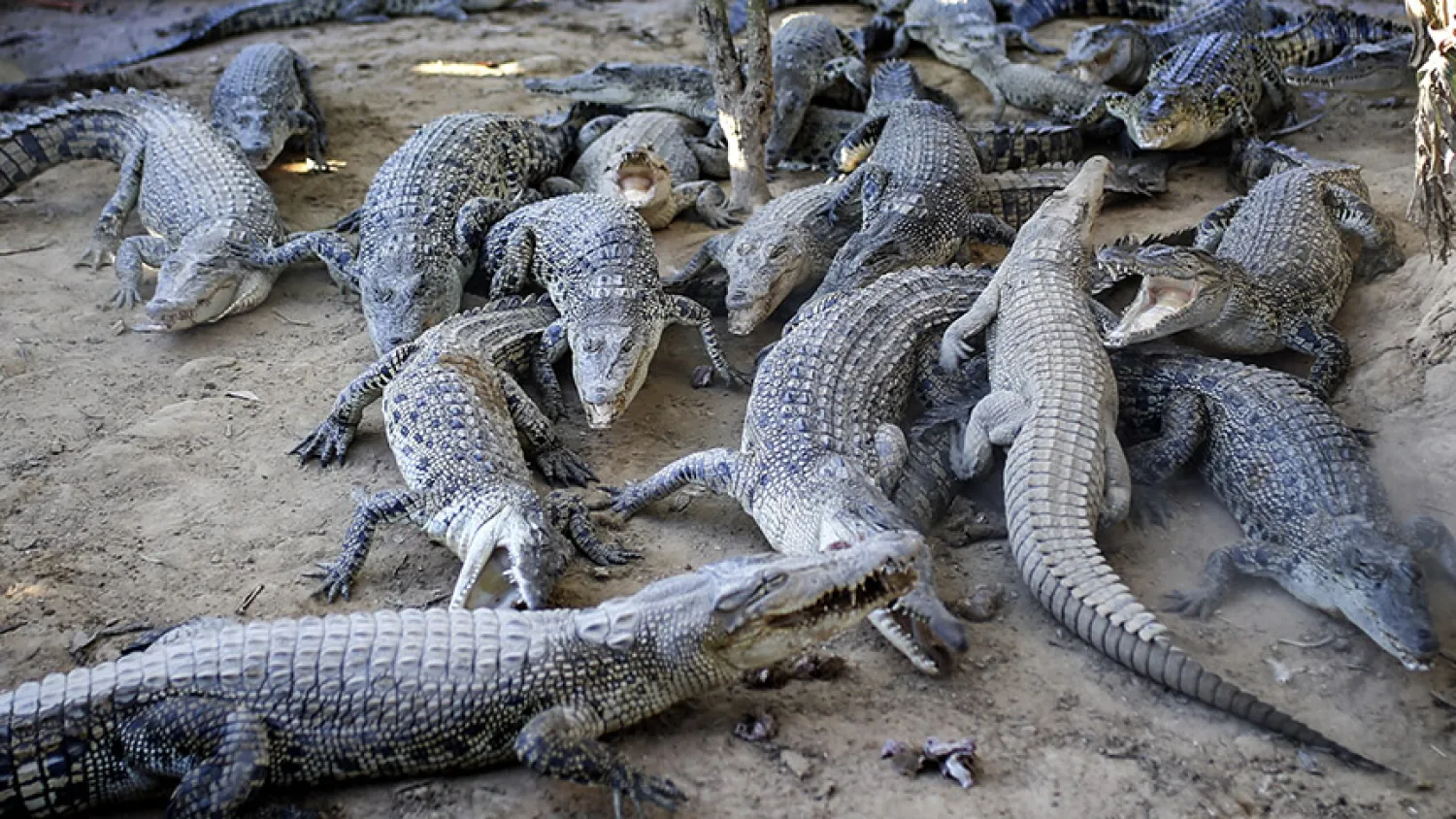 Sel sonrası Guangdong'un Maoming kentindeki bir çiftlikte 70'ten fazla timsah kaçtı (Arşiv-AA)