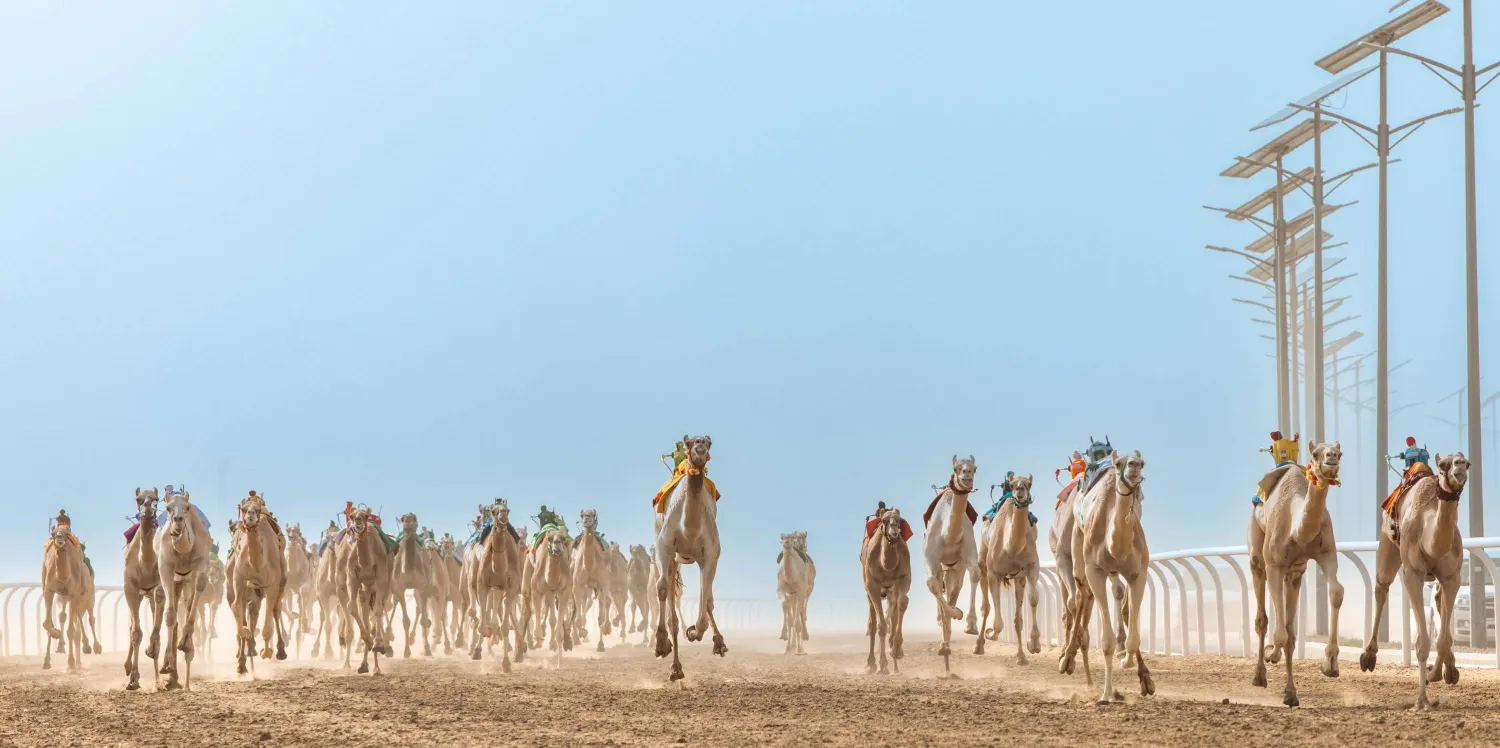 من سباقات «مهرجان ولي العهد للهجن» (واس)