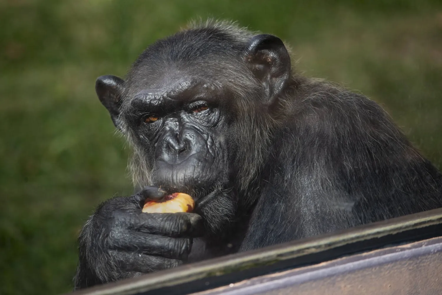 أعداد الغوريلا الجبلية تراجعت بشكل حاد خلال القرن العشرين بسبب إزالة الغابات (وكالة الأنباء الألمانية)