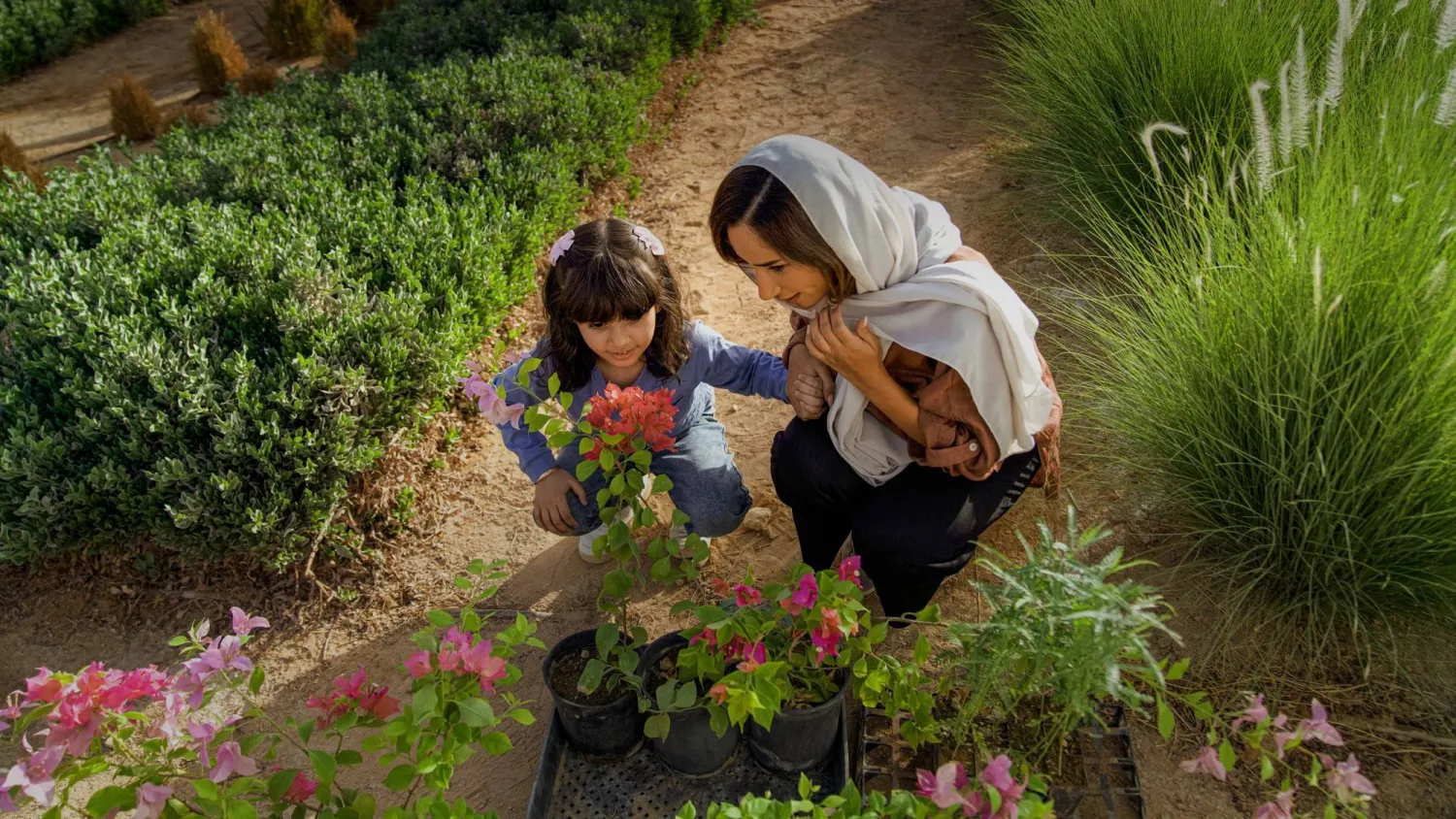 السعودية استعرضت جهودها في مشروع إجراء الدراسات لزراعة 10 مليارات شجرة (الشرق الأوسط)