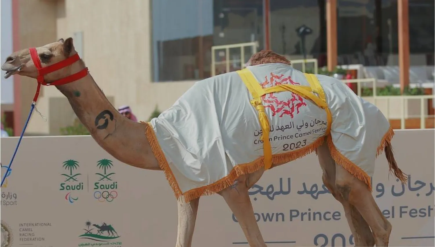 المطية «خطيرة» تُوّجت بالمركز الأول (مهرجان ولي العهد)