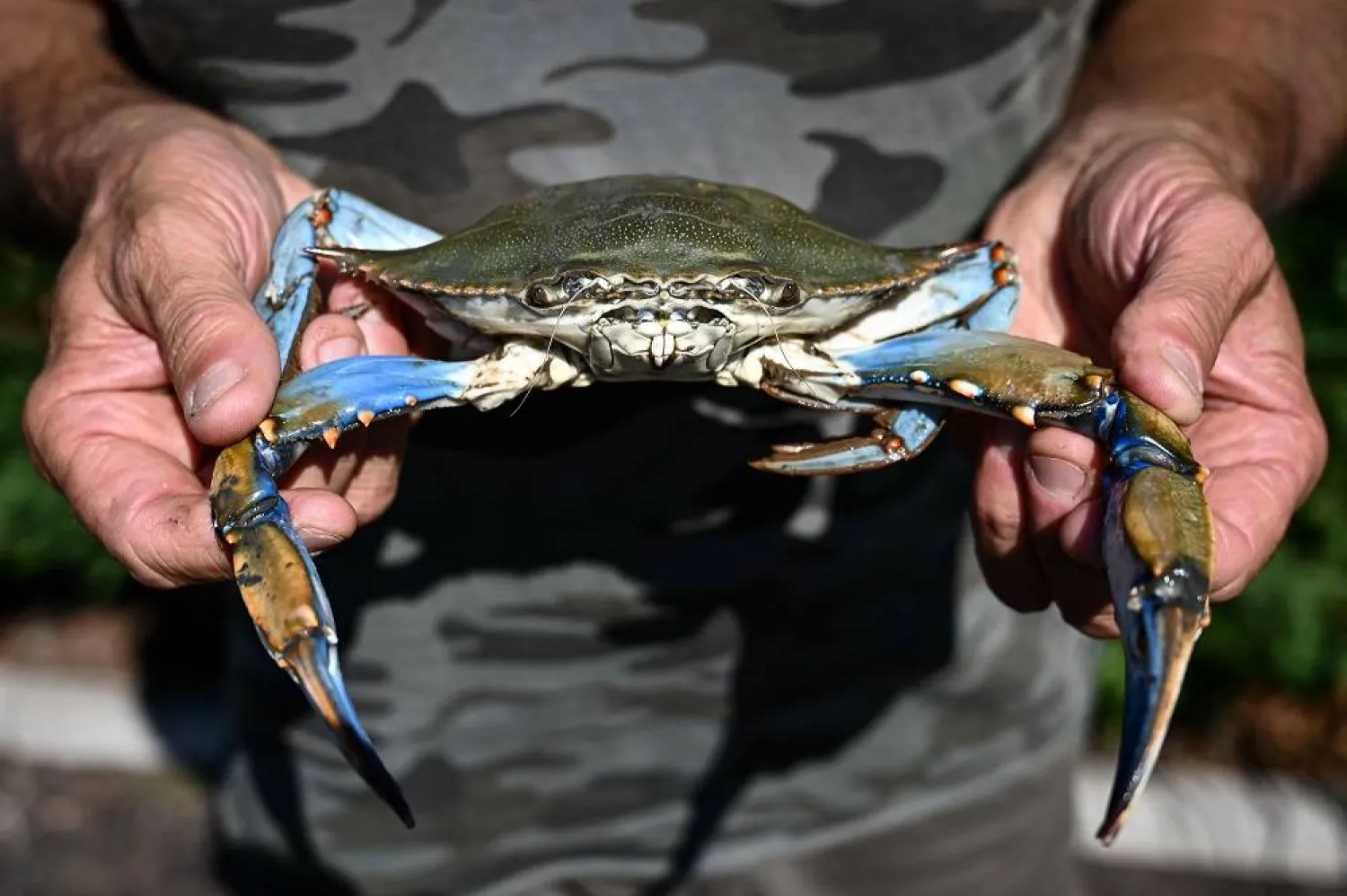 A fisherman holds a blue crab in the lagoon of Scardovari, south of Venice, Italy, on August 11, 2023. (AFP)